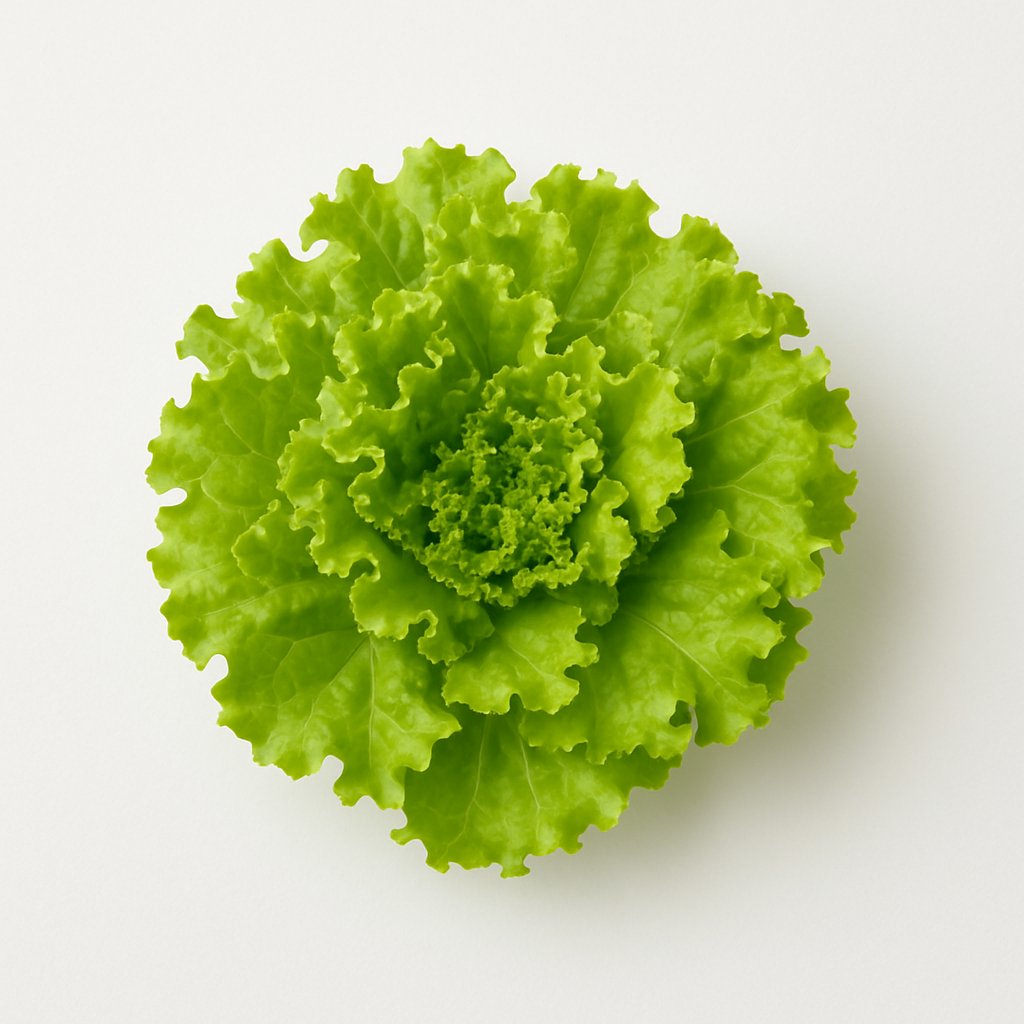 Green Leaf Lettuce