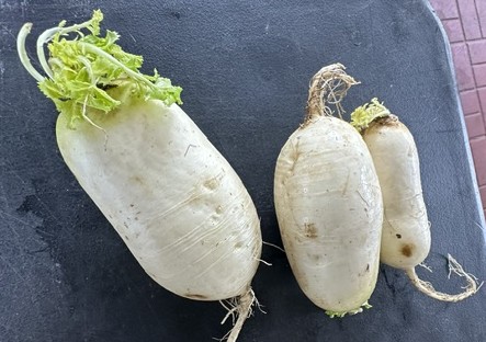 Green Meat Daikon Radishes