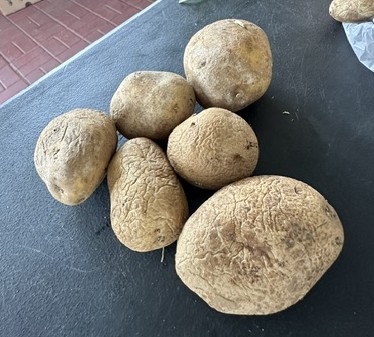 White Eva Potatoes